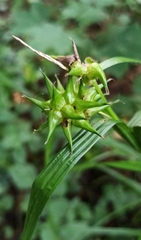 Carex grayi