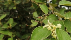 Leucauge decorata