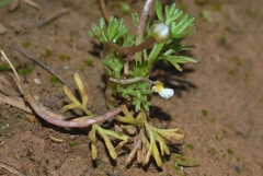 Ranunculus peltatus