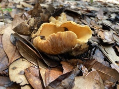 Lactifluus hygrophoroides