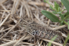 Calliptamus italicus