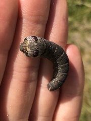 Deilephila porcellus