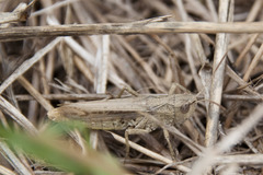 Chorthippus apricarius