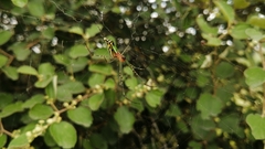 Leucauge decorata