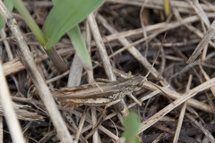 Chorthippus apricarius