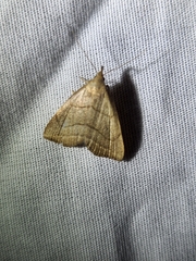 Macrochilo litophora