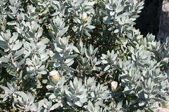 Protea subvestita