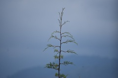 Cupressus lusitanica