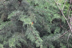 Cupressus lusitanica
