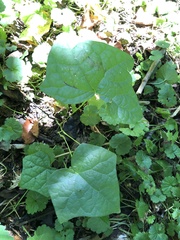 Menispermum canadense