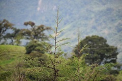 Cupressus lusitanica
