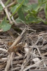 Chorthippus apricarius