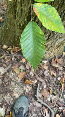 Fagus grandifolia