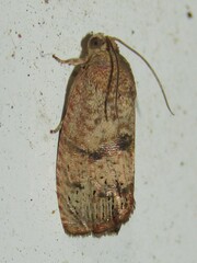 Cydia latiferreana