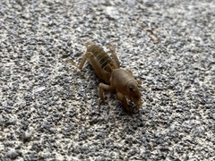 Neoscapteriscus vicinus