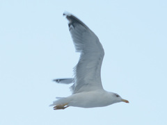 Larus michahellis