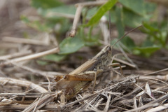 Chorthippus apricarius