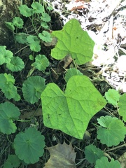 Menispermum canadense