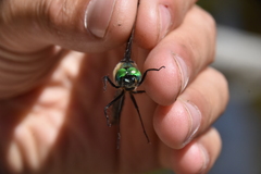 Somatochlora albicincta