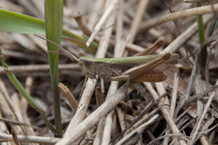 Chorthippus dorsatus