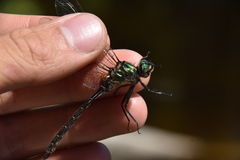 Somatochlora albicincta