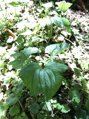 Menispermum canadense