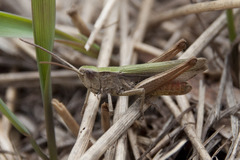 Chorthippus dorsatus