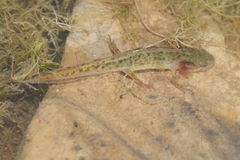 Triturus marmoratus