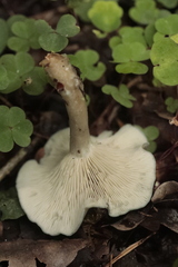 Clitocybe odora