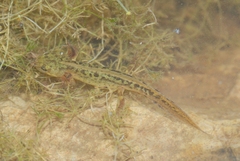 Triturus marmoratus