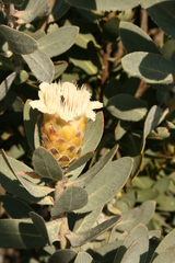 Protea subvestita