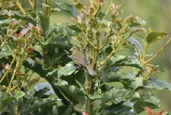 Sporophila corvina