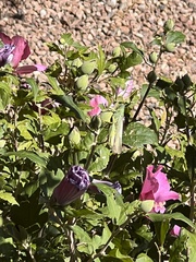 Schistocerca shoshone