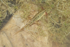 Triturus marmoratus