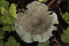 Clitocybe odora
