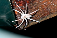 Dolomedes scriptus