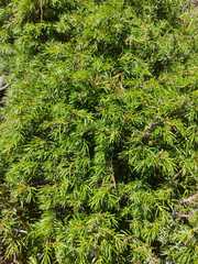 Juniperus communis saxatilis