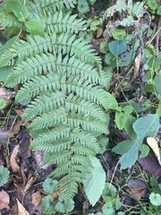 Dryopteris marginalis