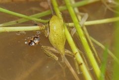 Hyla meridionalis