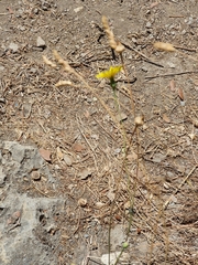 Asteraceae