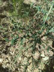 Adenocarpus complicatus