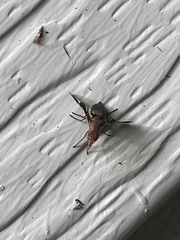 Delphinia picta
