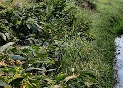 Salix cinerea