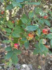 Rosa canina