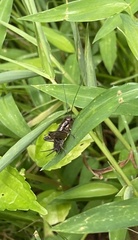 Allonemobius fasciatus