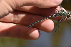 Somatochlora albicincta