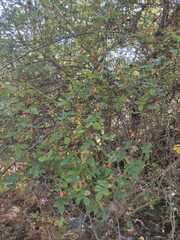 Rosa canina