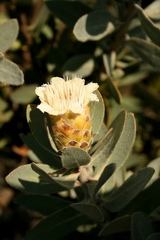 Protea subvestita