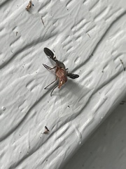 Delphinia picta