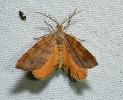 Mellilla xanthometata